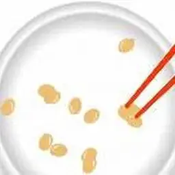 這是一張筷子夾黃豆的遊戲內容圖片