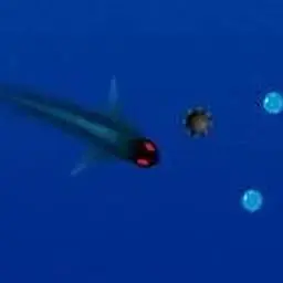這是一張飛魚泡泡的遊戲內容圖片