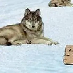 逃出滑雪場